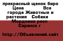 прекрасный щенок биро › Цена ­ 20 000 - Все города Животные и растения » Собаки   . Мордовия респ.,Саранск г.